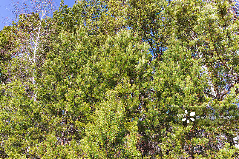 毛茸茸的绿色松枝上有长长的针叶。特写,自底向上的视图。图片素材