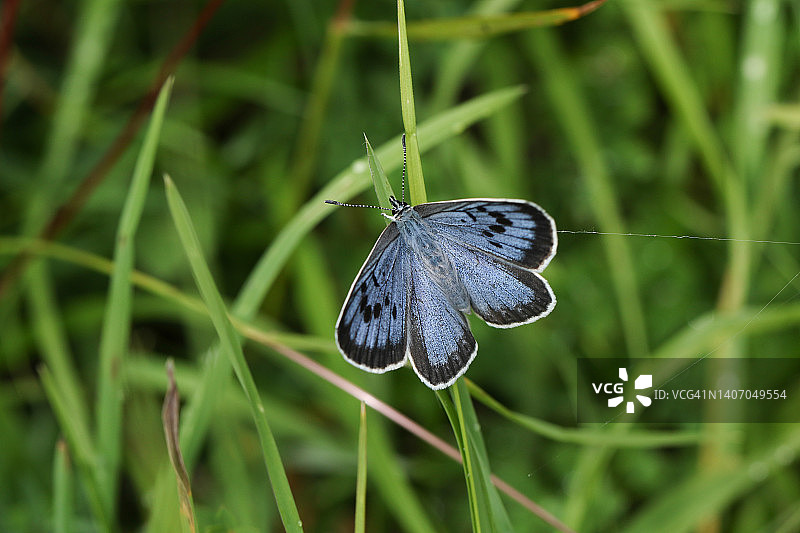 一只罕见的大蓝蝴蝶，大蓝蝴蝶，休息在草地的一片草叶上。它的翅膀才刚刚张开。图片素材