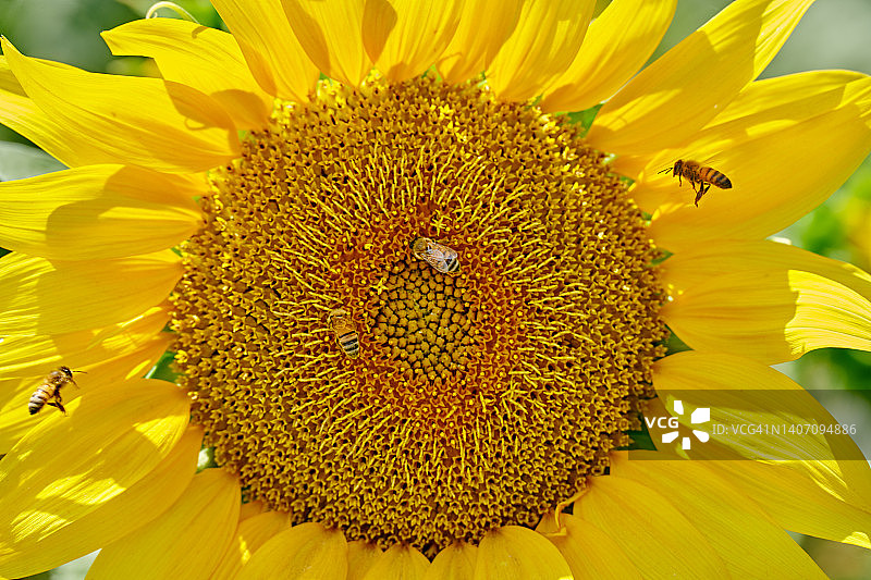 向日葵与蜜蜂图片素材