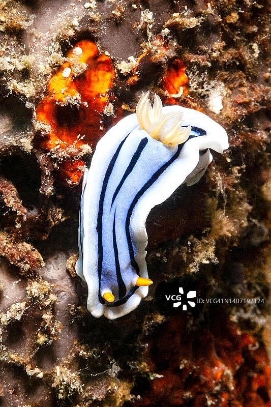 礁中的海螺，菲律宾图片素材