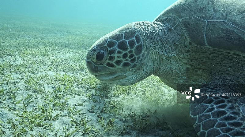 绿海龟在海底吃着绿海草。绿海龟(Chelonia mydas)水下拍摄，红海，埃及图片素材