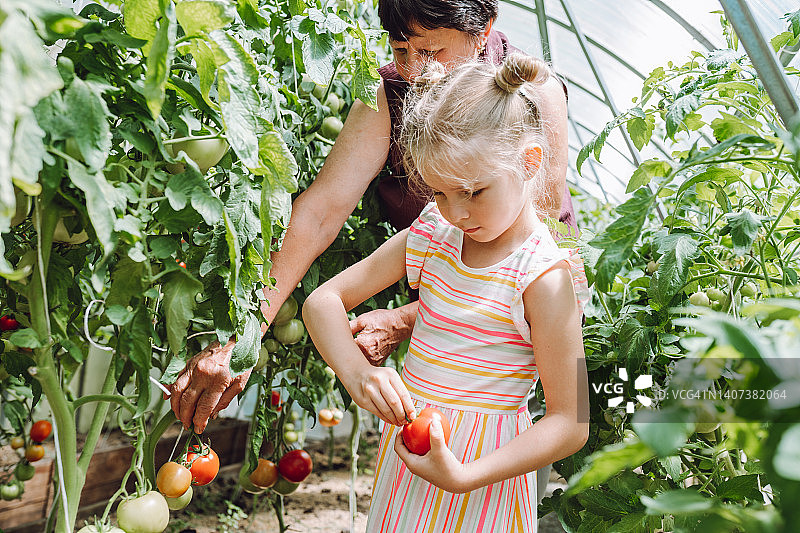 祖母和孙女在温室里采摘新鲜多汁的有机西红柿图片素材