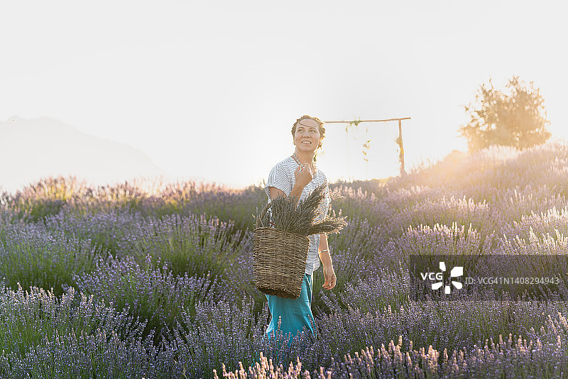 在薰衣草地里采摘薰衣草的女人，美丽的夏日风景图片素材