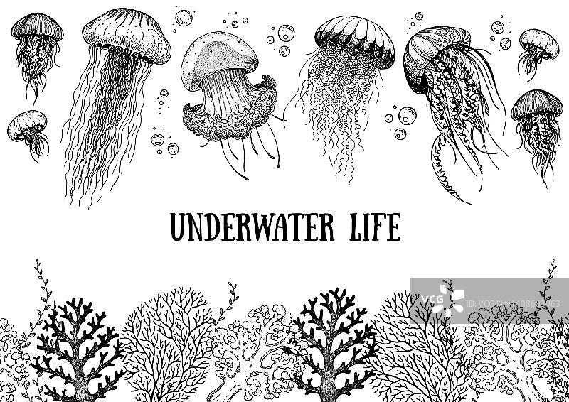 水下生活。手绘草图。矢量插图。海草、水母和珊瑚，雕刻插图。设计模板。水下世界手绘。图片素材