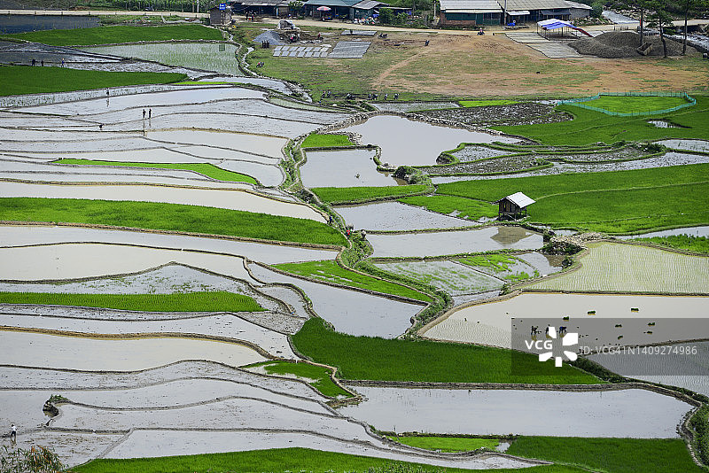 种植季节稻田绿色肥沃图片素材