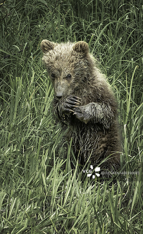 一只满身泥的灰熊/棕熊幼崽在吃草图片素材