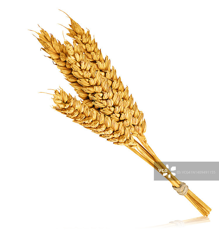 孤立在白色背景上的小麦穗。图片素材