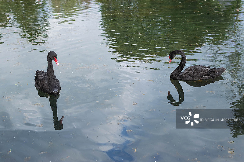 两只美丽的黑天鹅在湖里游泳，天鹅靠近图片素材