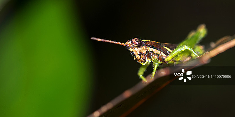 蚱蜢，马里诺巴莱纳国家公园，哥斯达黎加图片素材