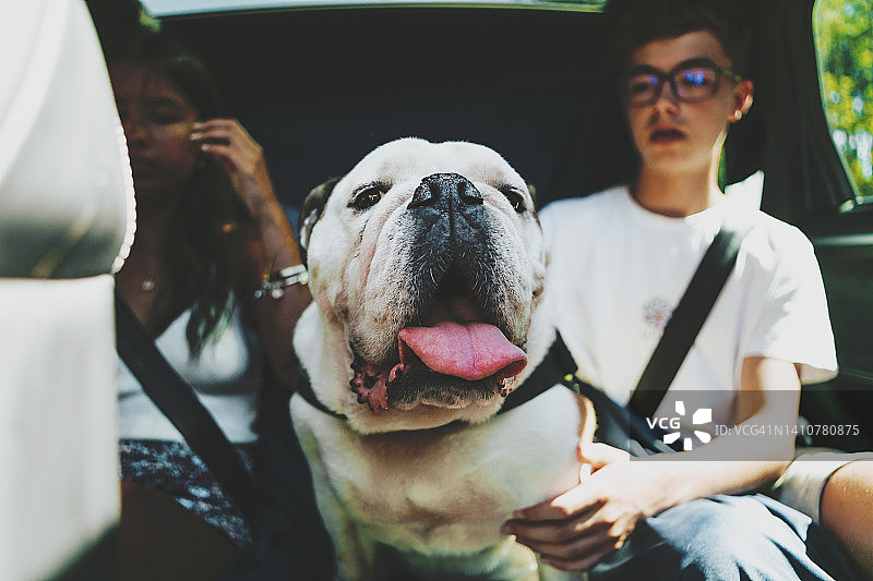 狗狗和少年在假期开车旅行图片素材