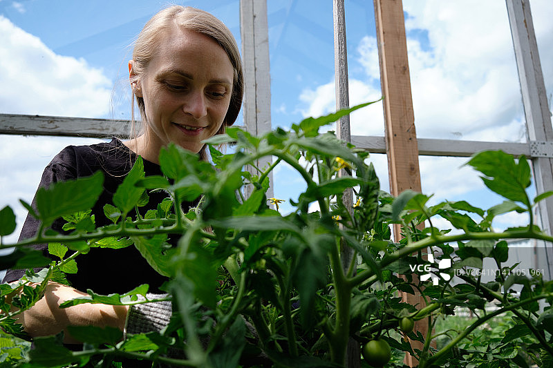 一位女园丁在温室里把西红柿的刷子捆起来，为植物做支撑。这位农民照料秧苗。爱好的概念，园艺。种植有机有机农产品。一个可持续发展的生活方式。图片素材