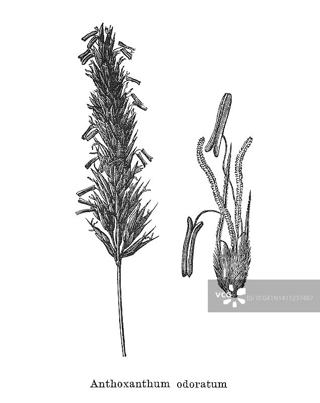 古老的植物学雕刻插图，甜的春草，角苔，春草，或春草(Anthoxanthum odoratum)图片素材