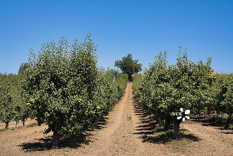 葡萄牙的苹果园。图片素材