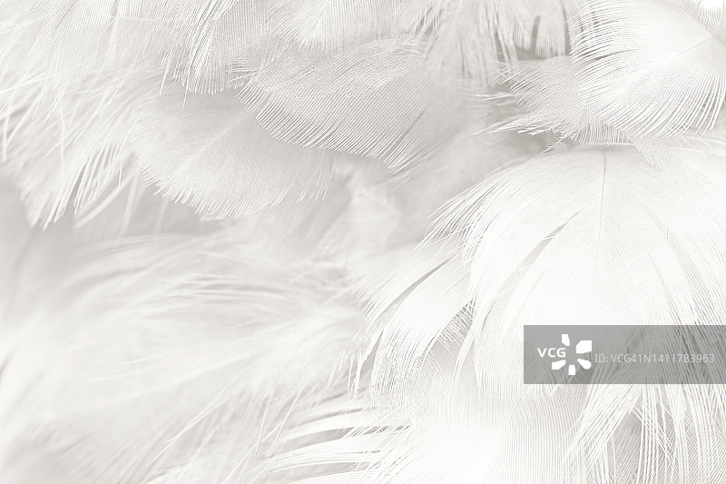 白色羽毛羊毛图案纹理背景图片素材