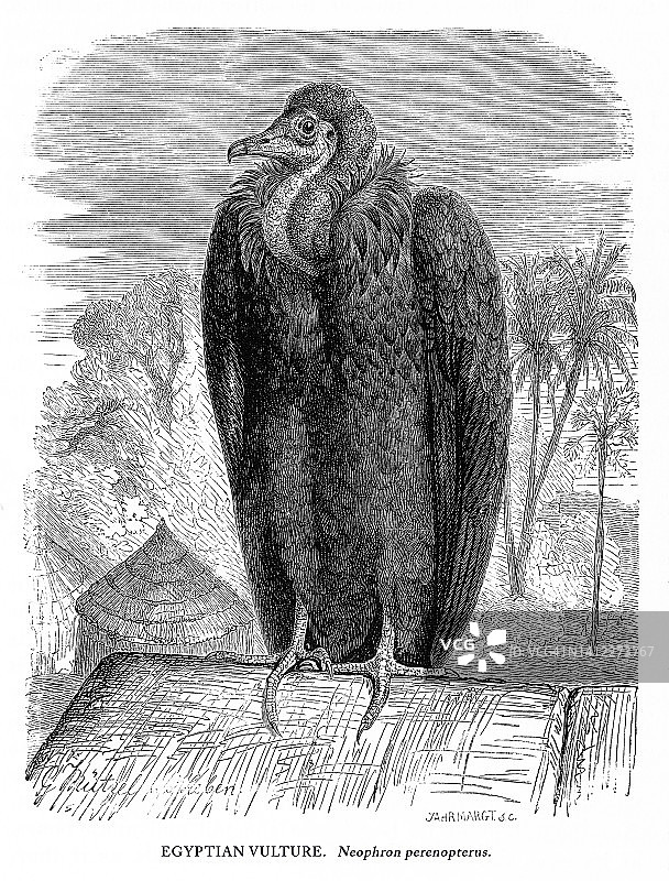 埃及秃鹫，鸟，古董美国雕刻:自然历史，1885年图片素材