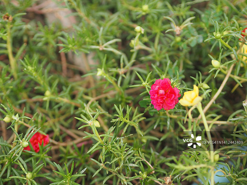 深粉色花日本玫瑰，苔藓玫瑰，太阳植物马齿苋科大马齿苋和杂交开花在花园背景图片素材