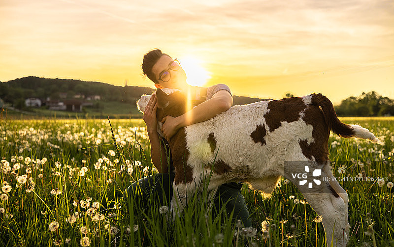 年轻的农民在草地上拥抱小牛图片素材