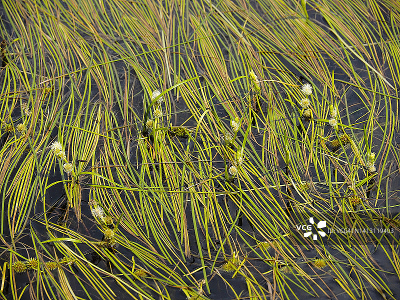 浮动的芒刺芦苇(Sparganium angustifolium)在高山池塘在圣贝纳迪诺山口，瑞士图片素材