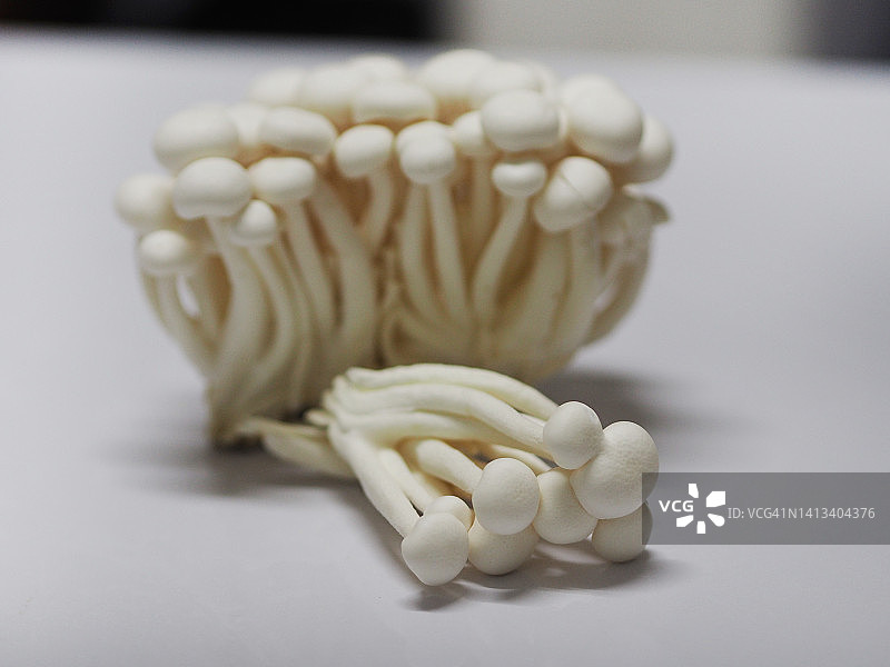 白色背景上的白色Shimeji蘑菇图片素材