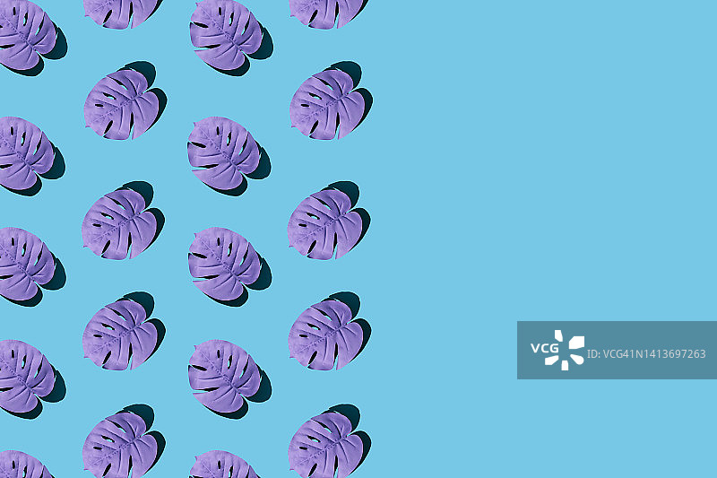 图案紫色的monstera叶子在蓝色的背景上复制空间。夏季热带度假概念。图片素材