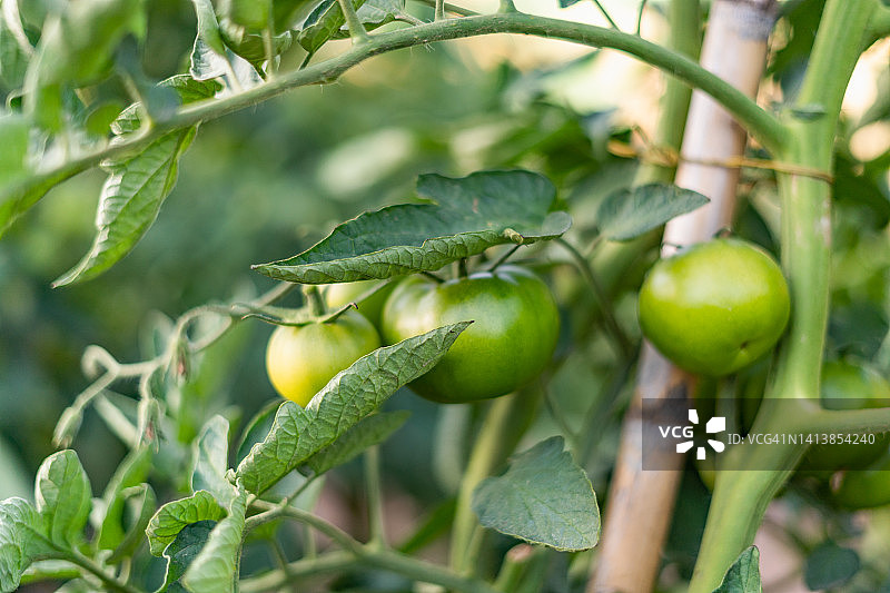近距离观察未成熟的绿色西红柿在蔬菜园图片素材