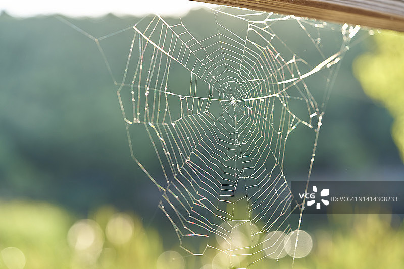 一个单独的开放的蜘蛛网与日出露珠和一个完全没有焦点的背景图片素材