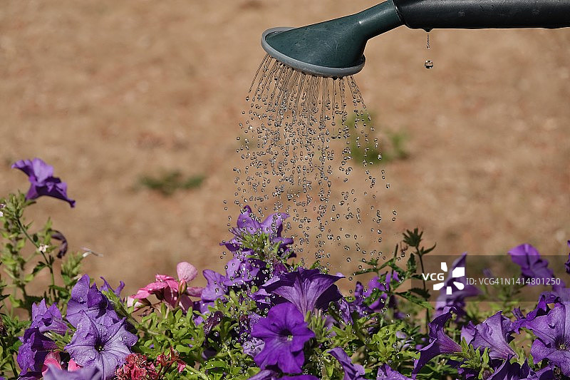 在禁止使用软管的情况下，干燥的花园中，水滴从塑料喷壶中喷洒到紫色的花朵上。图片素材