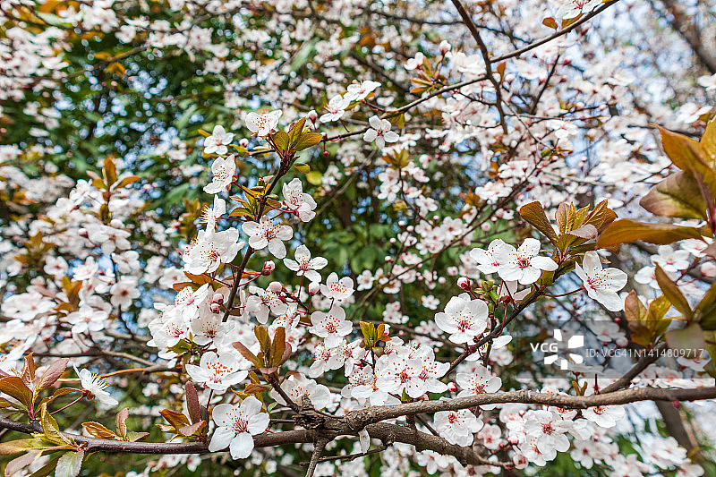 樱花，cerasoides，樱花在公园里美丽地绽放图片素材