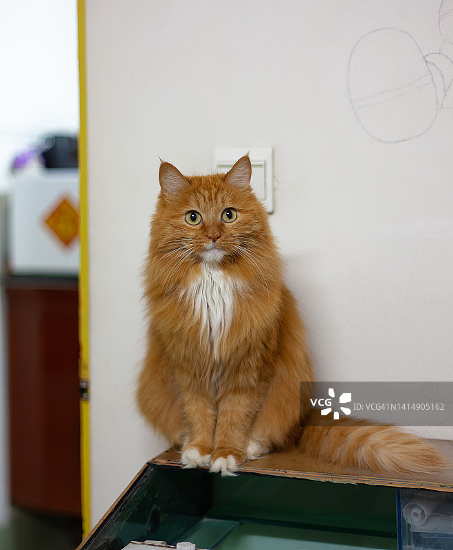 姜猫肖像图片素材
