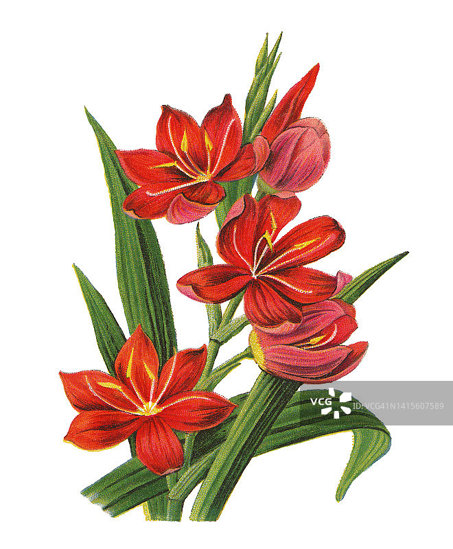 古老的植物学染色石刻插图，河百合或深红色旗百合(红花莲或裂骨花)图片素材