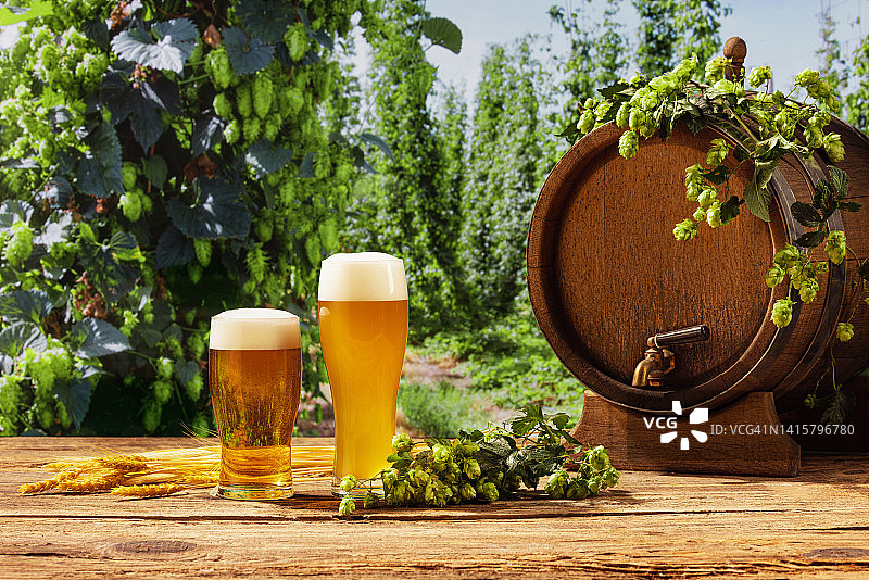 组成与啤酒桶和啤酒杯与小麦和啤酒花在木桌上啤酒花花园和自然景观背景。图片素材