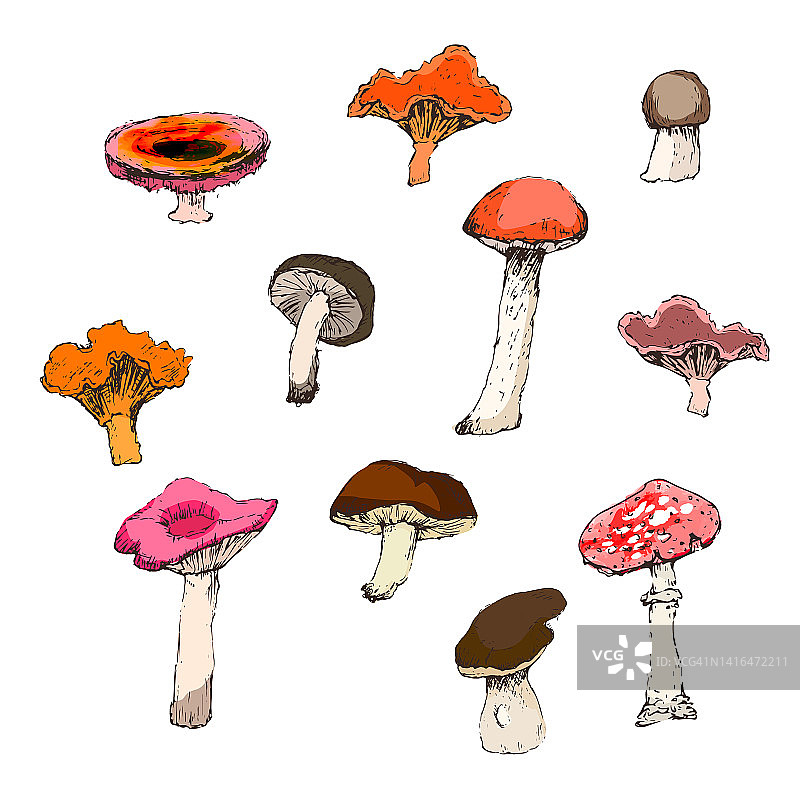 一组森林蘑菇孤立在白色图片素材