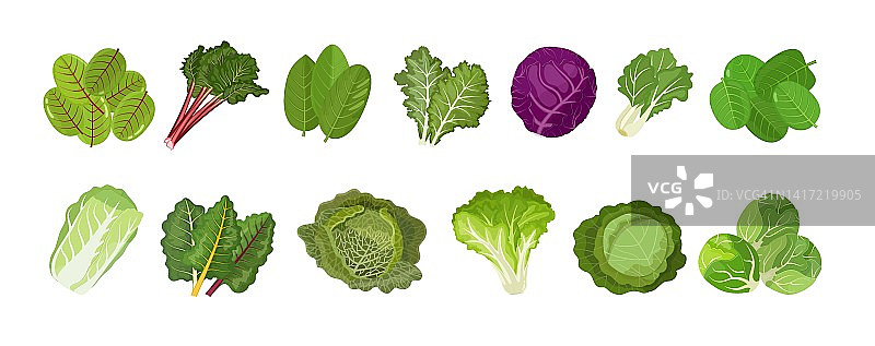 叶类蔬菜及烹饪中草药，卷心菜、羽衣甘蓝、生菜、甜菜、菠菜等。矢量插图在白色背景图片素材