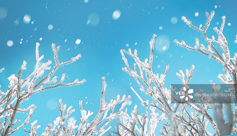 美丽的背景图像，被雪覆盖的树枝在一个轻绿松石背景与小雪。图片素材
