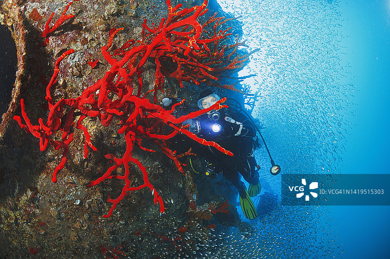 女水下摄影师水肺潜水拍摄海洋生物的照片红珊瑚，珊瑚礁，鱼群，在沉船水下照片水肺潜水员的观点。图片素材