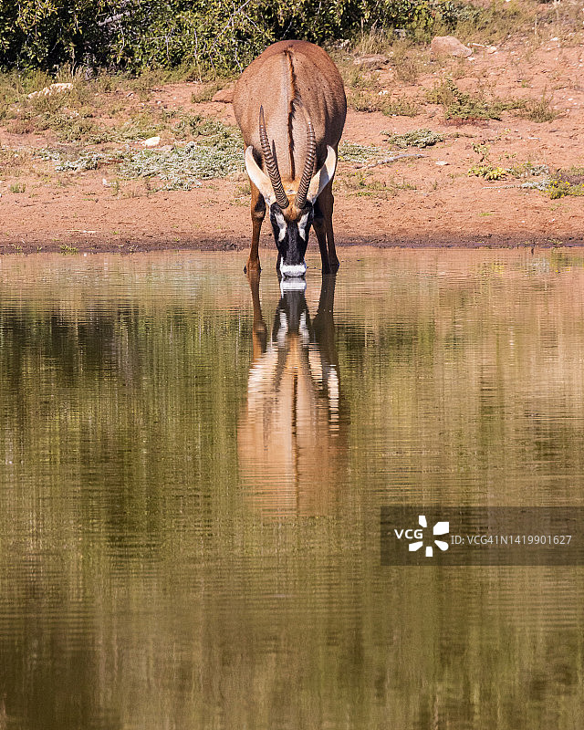 从水坑里喝水的羚羊图片素材