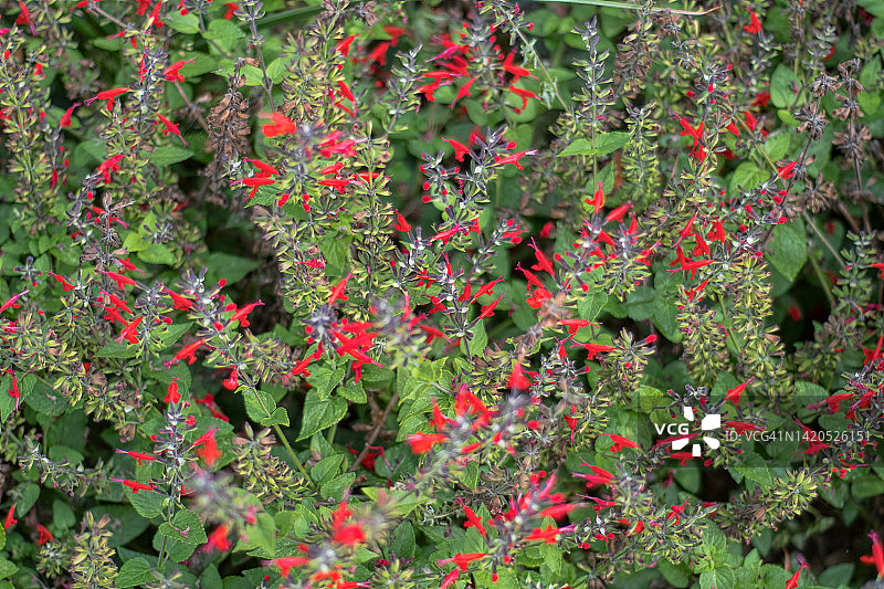 鼠尾草“夏季宝石红”花图片素材