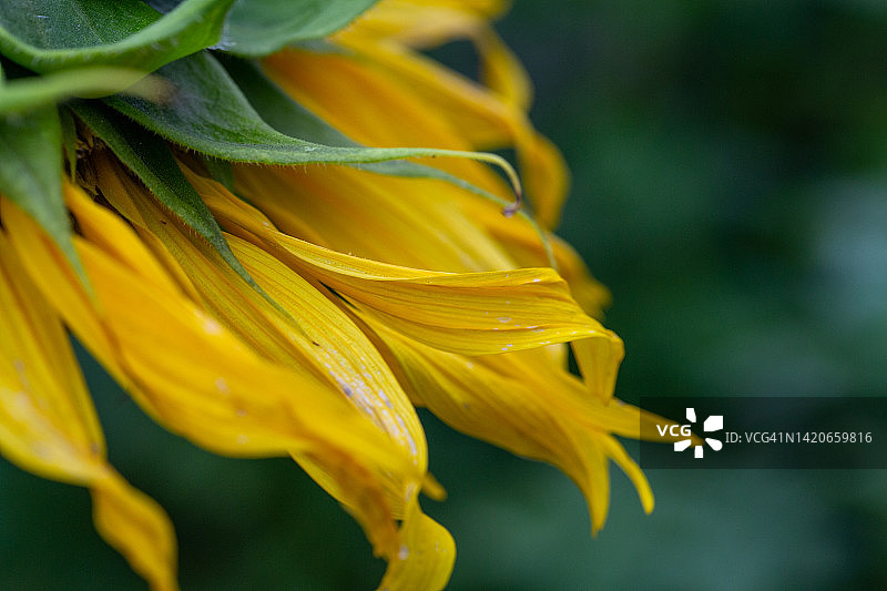 明亮的向日葵花瓣在阳光微距摄影在夏天。图片素材