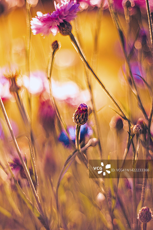自然背景，田野蓝色粉红色的花矢车菊在夕阳温暖的太阳。微距摄影抽象背景图片素材
