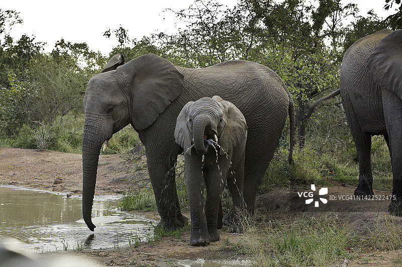 一只滑稽的小象用鼻子喝水图片素材
