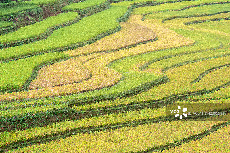 早晨日出的木仓柴镇农村地区的梯田，颜白，山丘陵山谷在越南图片素材
