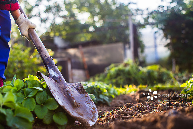 农夫在菜园里挖土。为种植蔬菜准备土壤。园艺的概念。种植园上的农业工作图片素材