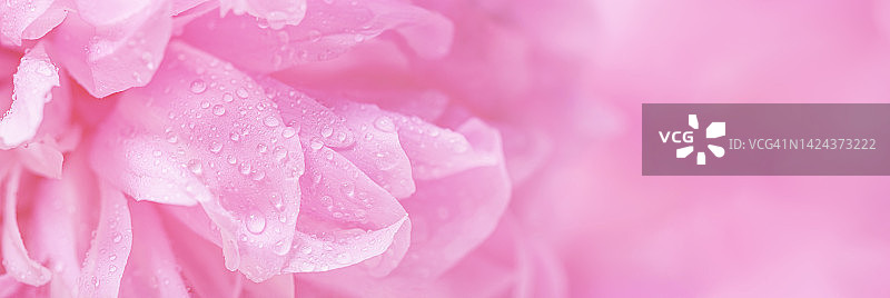 Аbstract浪漫的背景与精致的粉红色牡丹花，特写。浪漫的横幅与免费复制空间的文字图片素材