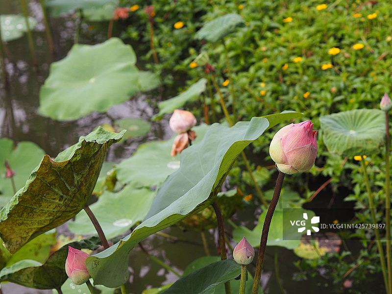 粉红色花睡莲植物，圣莲，印度豆，莲，莲科的名字在池塘里的花大的花椭圆形的芽粉红色的锥形的端花瓣中心是臃肿的绿色的大叶子茎杆长环境自然背景在池里图片素材