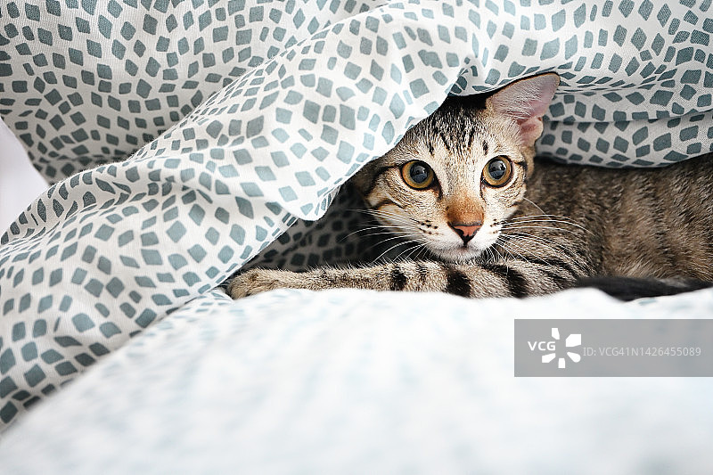 小猫躲在床单下图片素材