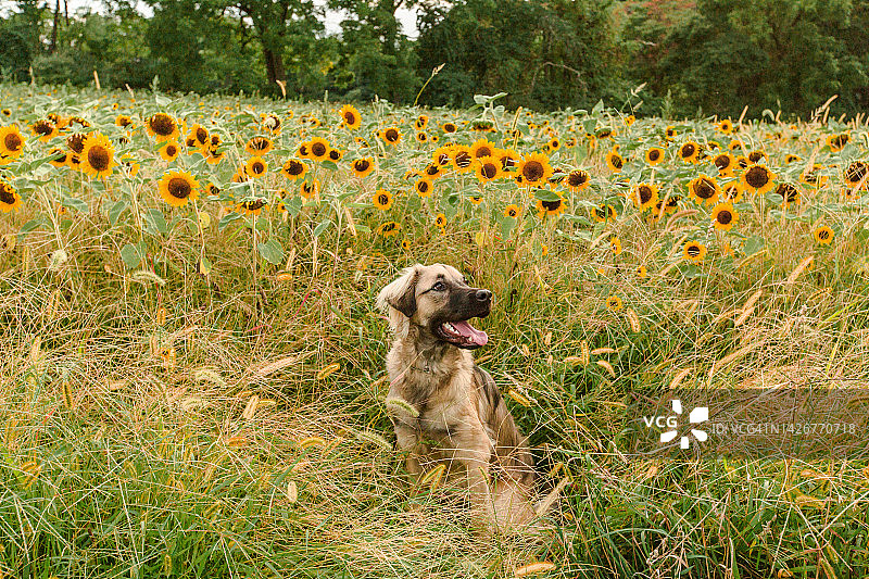 快乐的狗在向日葵田仰望外面夏天的背景图片素材