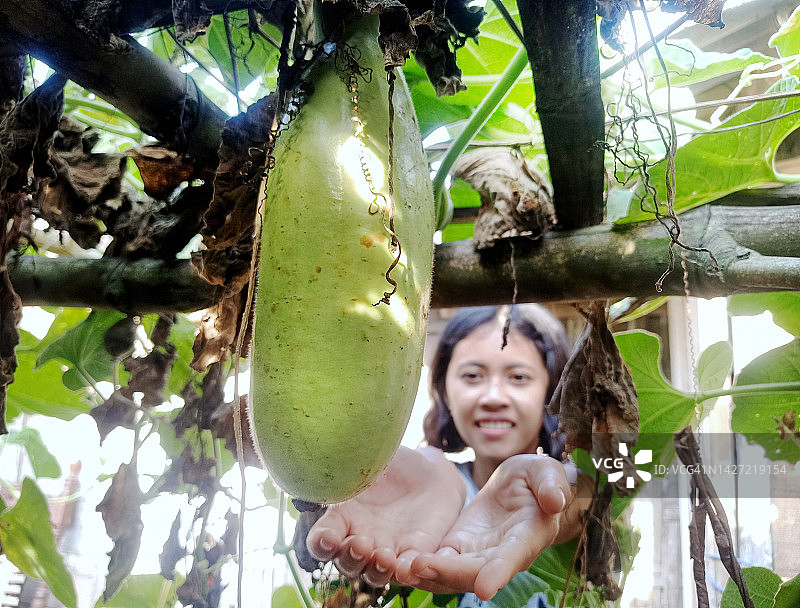 用双手在树上摘一个绿色的南瓜图片素材
