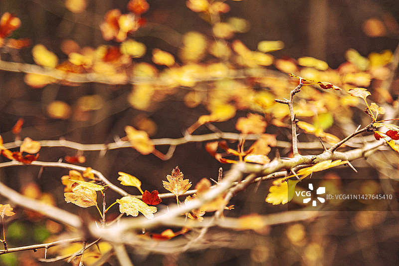 秋天树枝上的黄叶特写图片素材