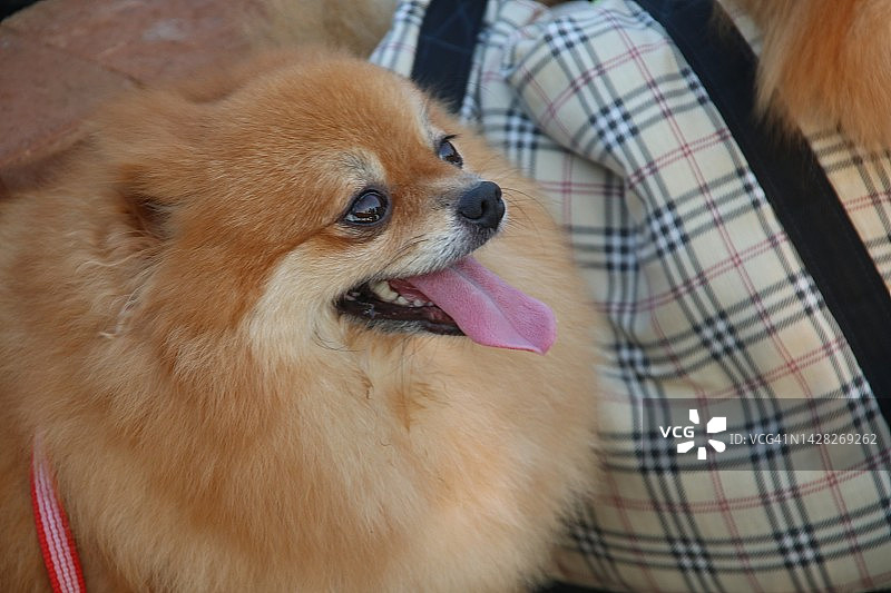 浅棕色的博美犬头，舌头伸出。图片素材