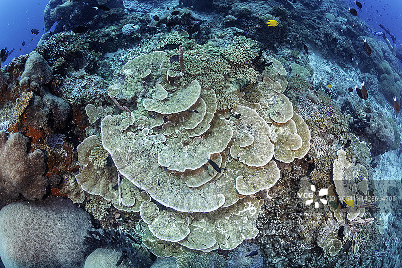 板珊瑚，金贝湾，俾斯麦海，巴布亚新几内亚。图片素材